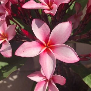 Meet your Posher, Lilly